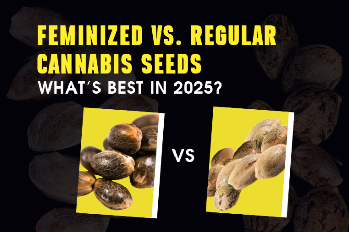 Feminized vs. Regular Cannabis Seeds: What’s Best in 2025?